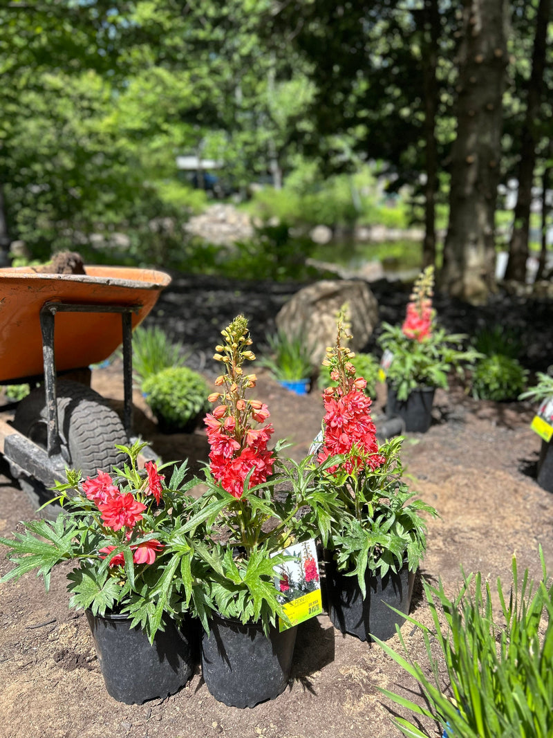 Aménagement paysager complet Rive Nord