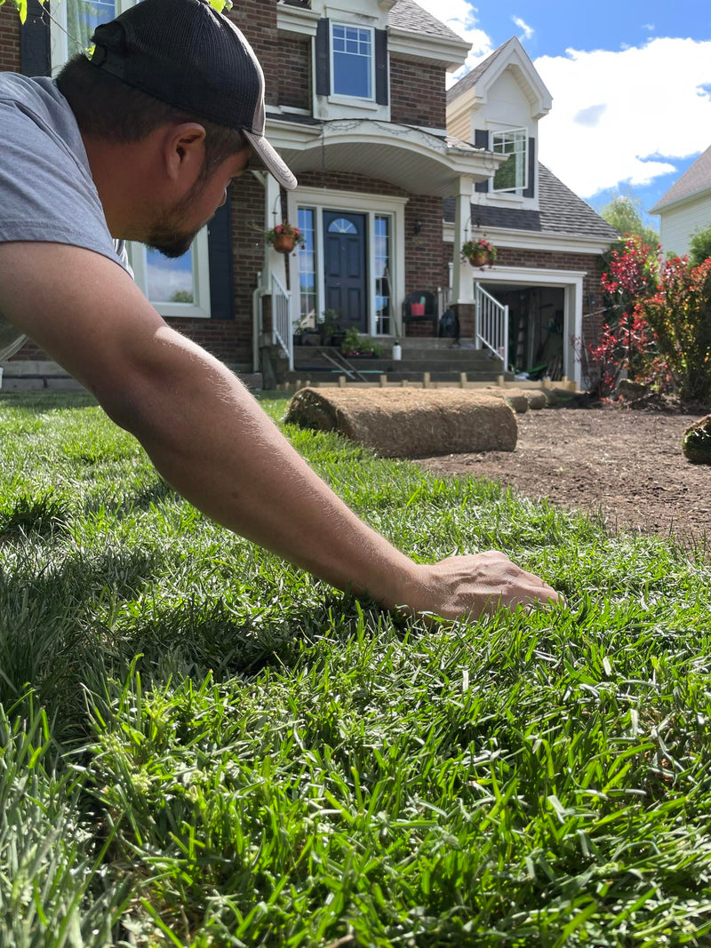 Installation de gazon en rouleaux