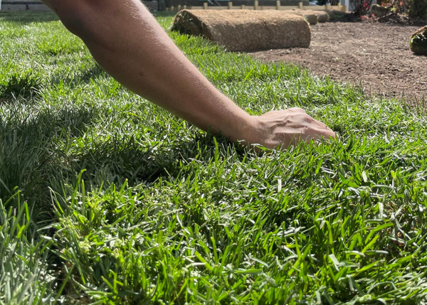 Installation de gazon en rouleau
