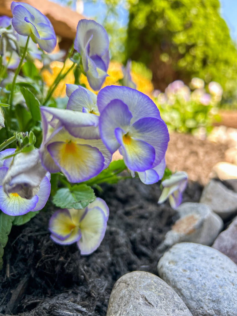 aménagement paysager plantation