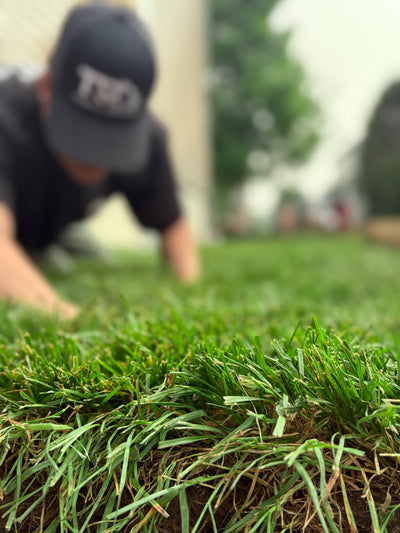 installation de gazon en rouleau