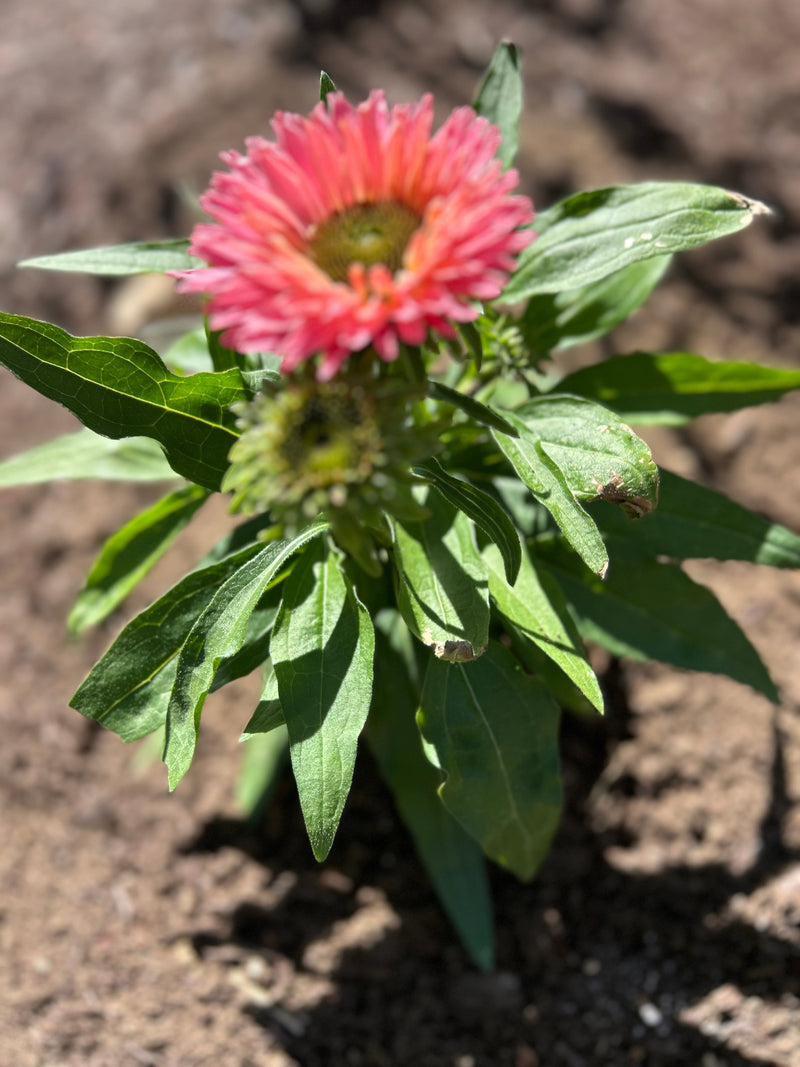 Aménagement paysager complet Rive Nord