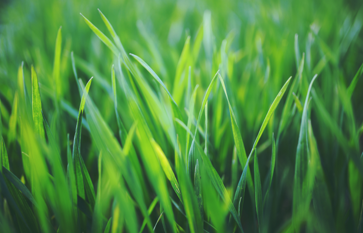 installation de gazon sur la rive-nord